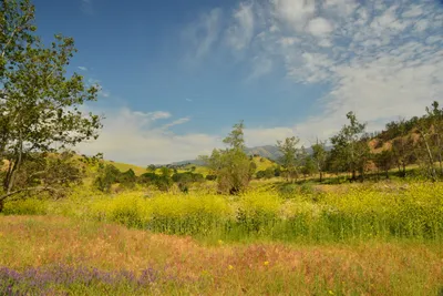 DSC_6386 (Large).JPG